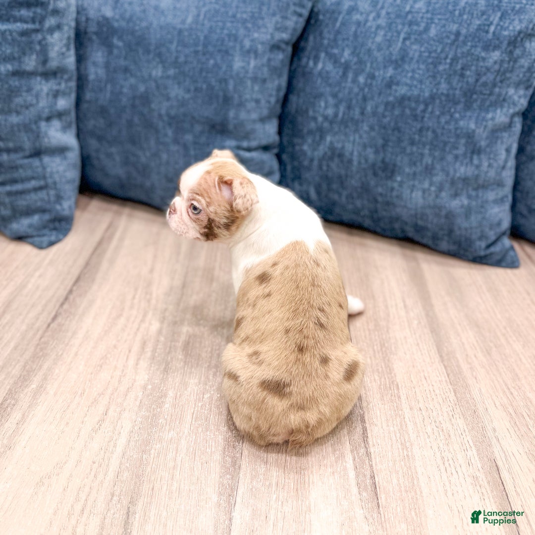 Boston Terrier dogs for sale: Grace - Ad 5