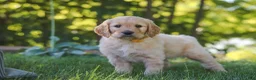 Mixed Breed dogs for sale: Jano - Ad 3