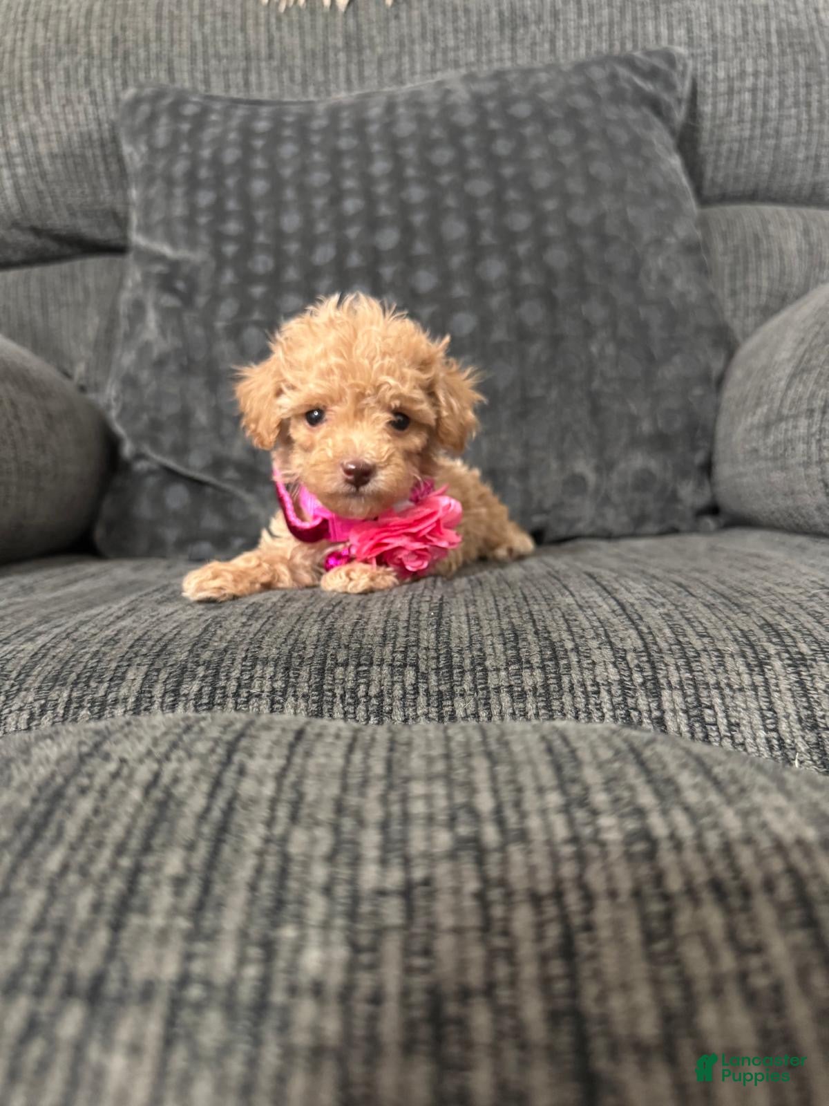 Toy Poodle dogs Rosie - Ad 19