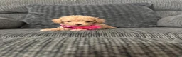 Toy Poodle dogs for sale: Rosie - Ad 1