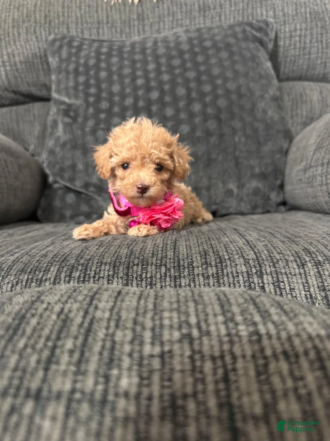 Toy Poodle dogs for sale: Rosie - Ad 1