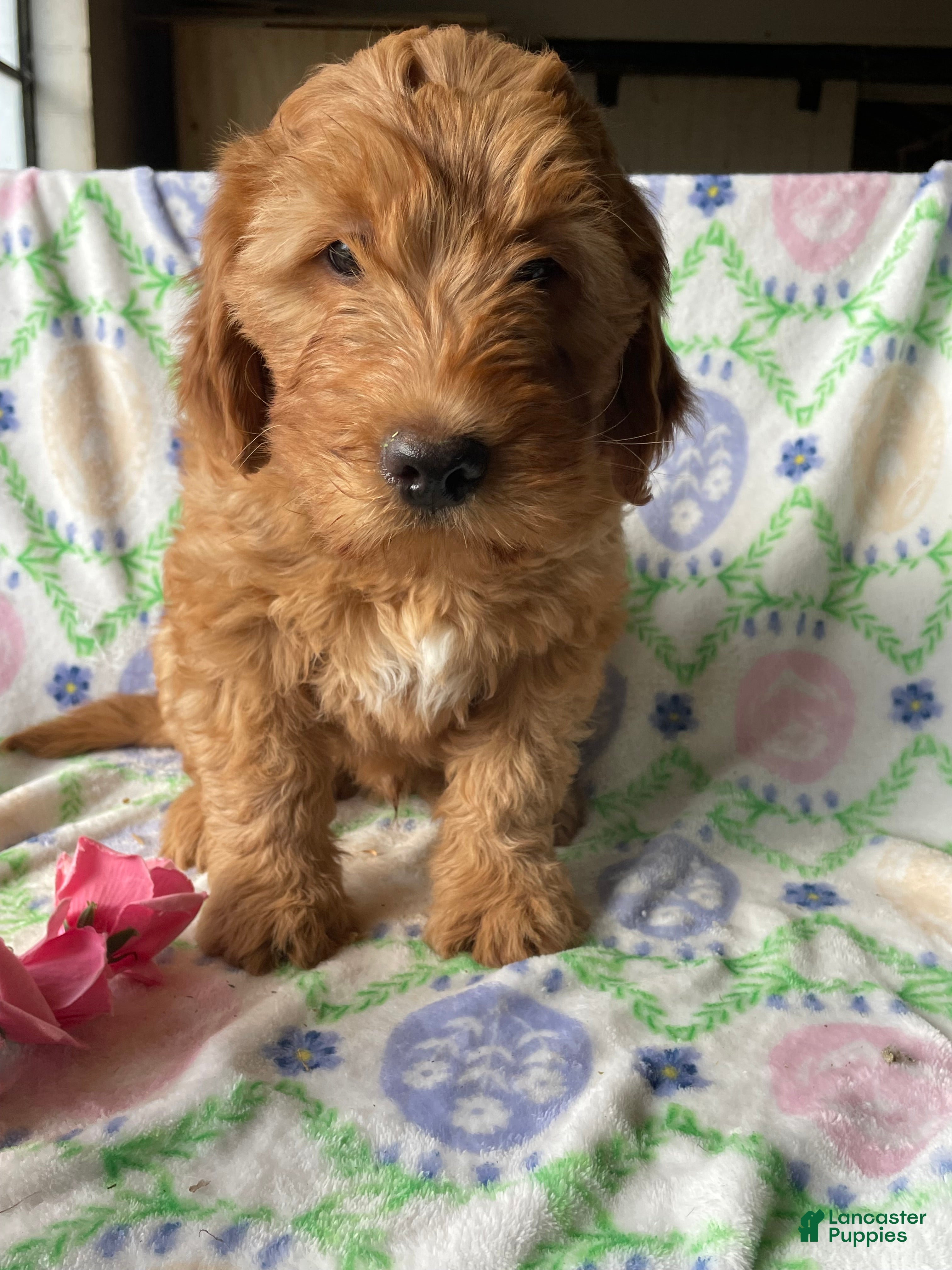 Mini Goldendoodle dogs Rusty - Ad 30