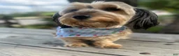 Shorkie dogs for sale: Shorkie 1 - Ad 3