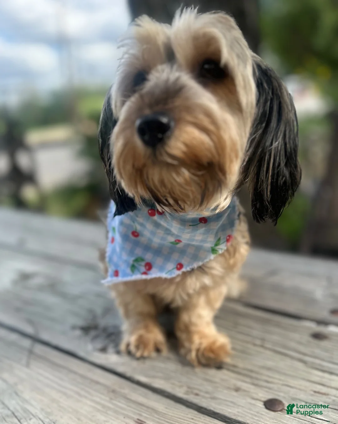 Shorkie dogs for sale: Shorkie 3 - Ad 2