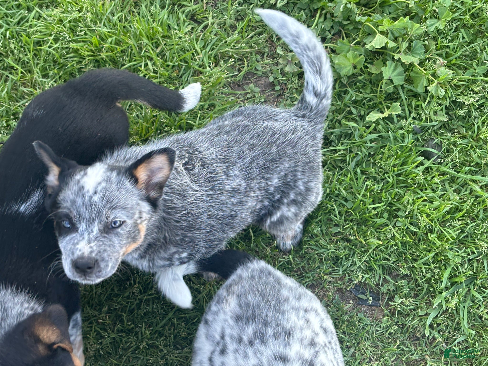 Mixed Breed dogs Mixed Breed Puppy 5 - Ad 18