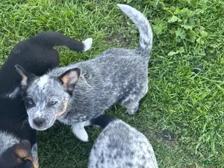 Mixed Breed dogs for sale: Mixed Breed Puppy 5 - Ad 4