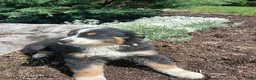 Miniature Australian Shepherd dogs for sale: Polly - Ad 5
