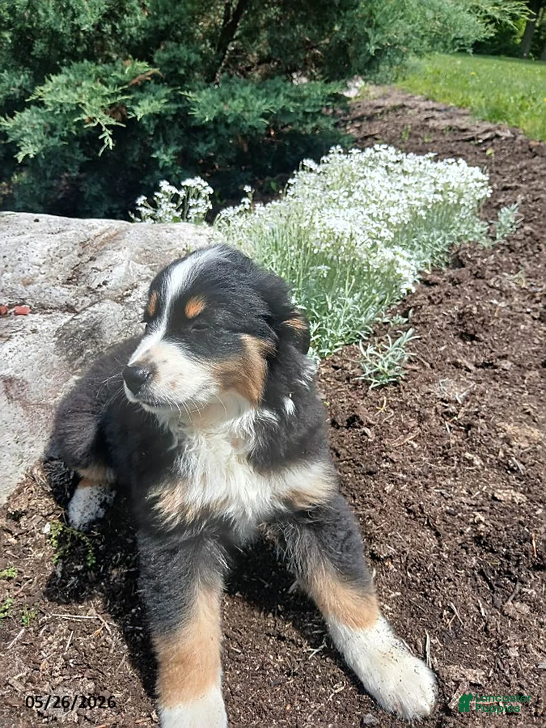 Miniature Australian Shepherd dogs for sale: Polly - Ad 5