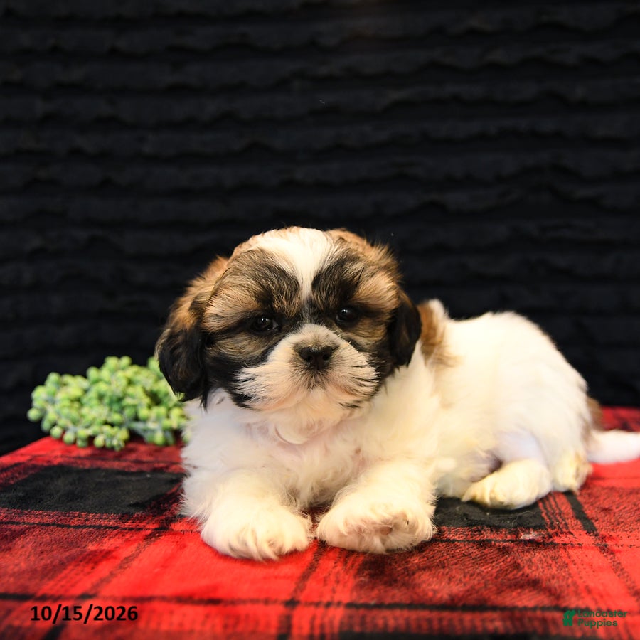 Shih Tzu dogs Benny - Ad 2