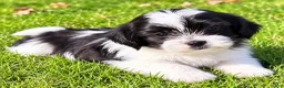 Shihpoo dogs for sale: Teddy - Ad 4