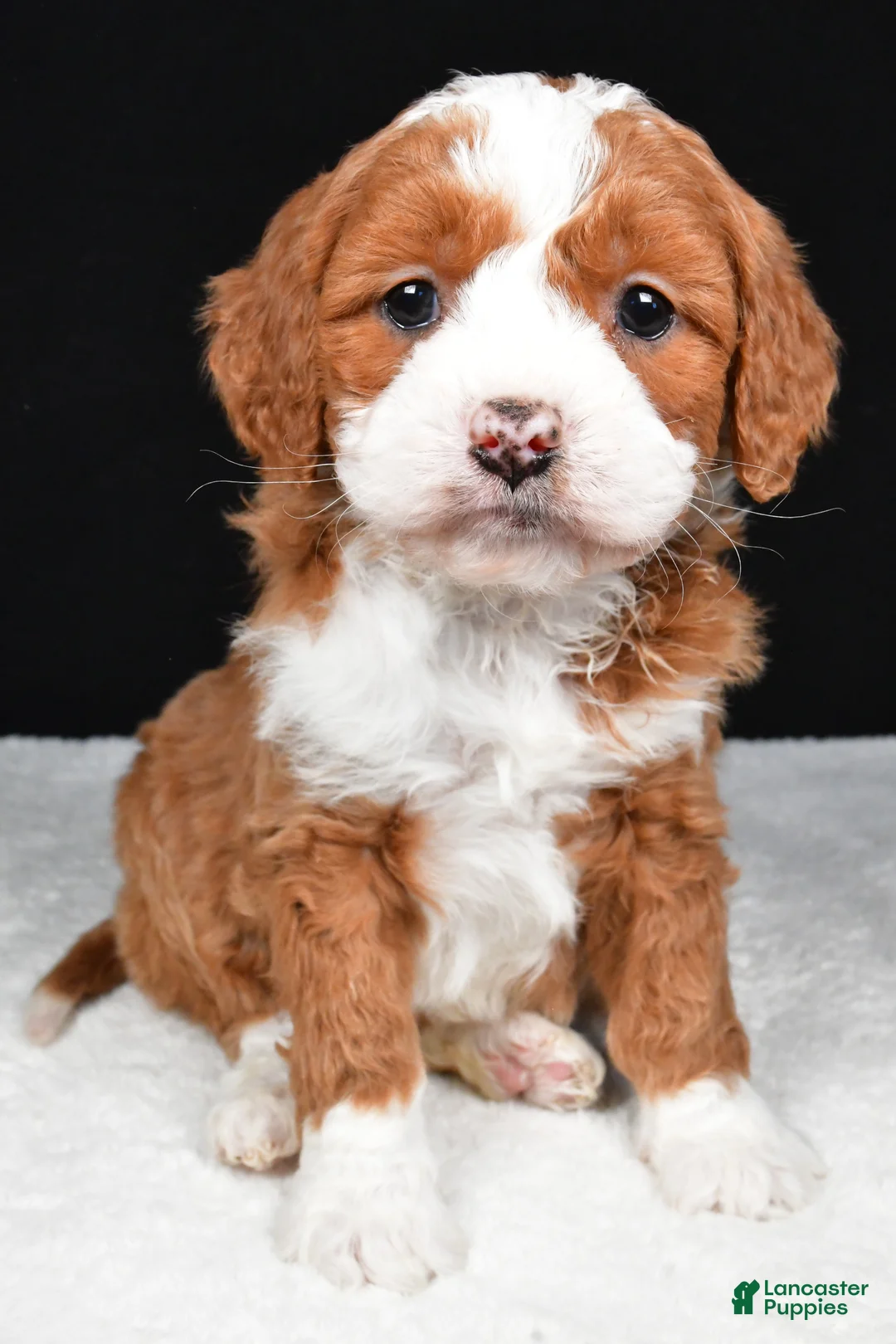 Mini Goldendoodle dogs for sale: Bentley - Ad 5