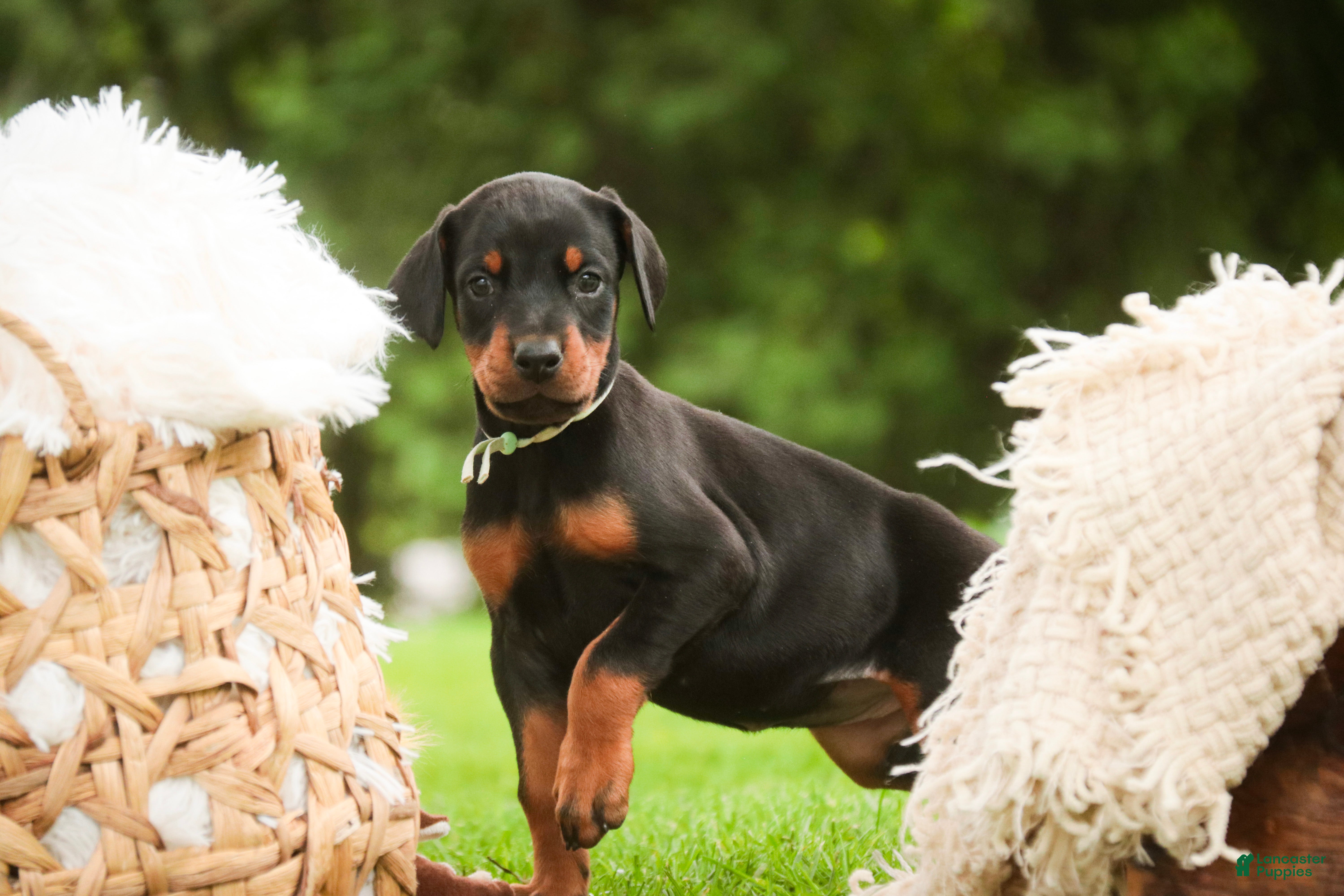 Doberman Pinscher dogs Reverie - Ad 1