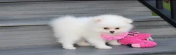 Pomeranian dogs for sale: Reese - Ad 11