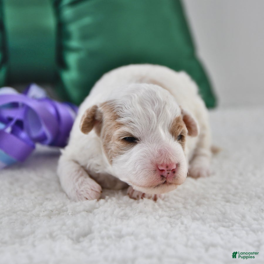 Mini Goldendoodle dogs Piper - Ad 35