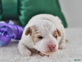 Mini Goldendoodle dogs Piper - Ad 27