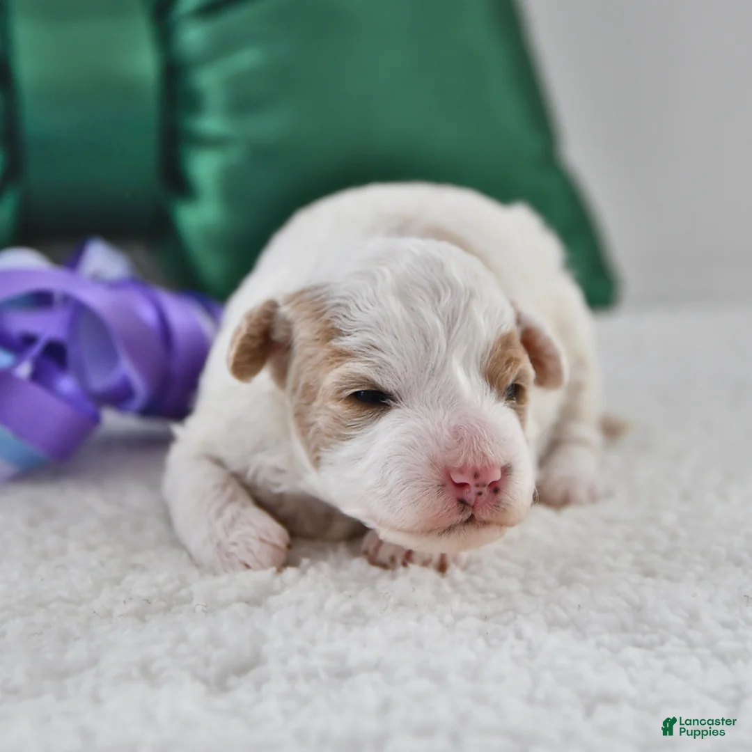 Mini Goldendoodle dogs for sale: Piper - Ad 16