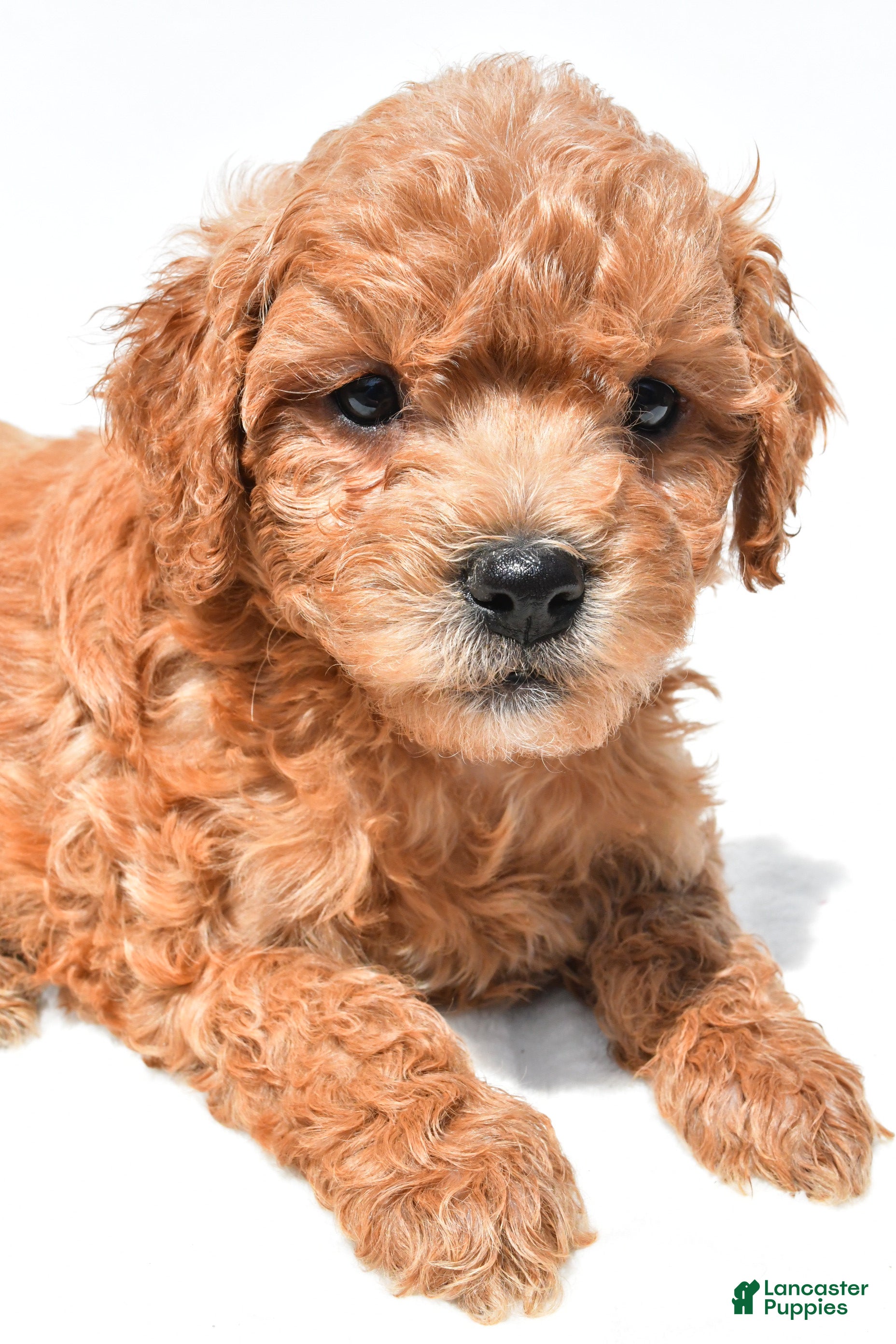 Mini Goldendoodle dogs Jace - Ad 2
