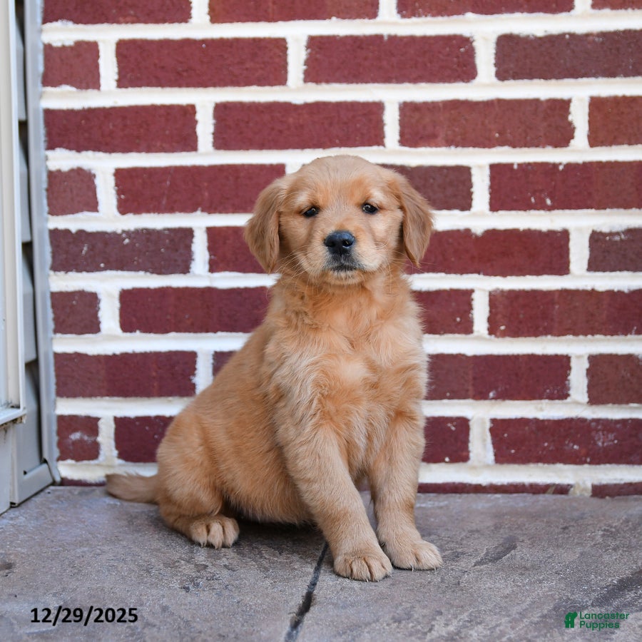 Golden Retriever dogs Elsie - Ad 28