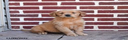Golden Retriever dogs for sale: Elsie - Ad 1