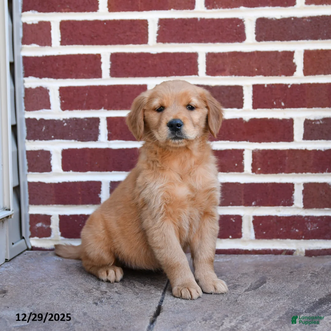 Golden Retriever dogs for sale: Elsie - Ad 6