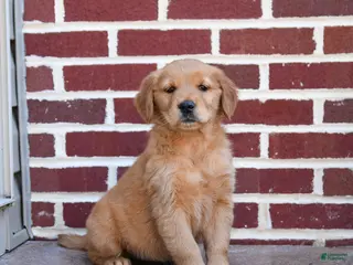 Golden Retriever dogs Elsie - Ad 11