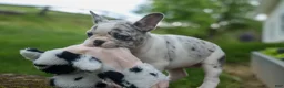 French Bulldog dogs for sale: Amelia (Merle & White) 💙🤍 - Ad 10