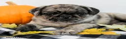 Pug dogs for sale: Paxton - Ad 4