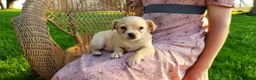 Chihuahua dogs for sale: Tyrell - Ad 3