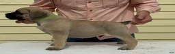 Cane Corso dogs for sale: Cane Corso 1 - Ad 3
