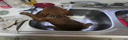 Redbone Coonhound dogs for sale: Redbone Coonhound black collar - Ad 6