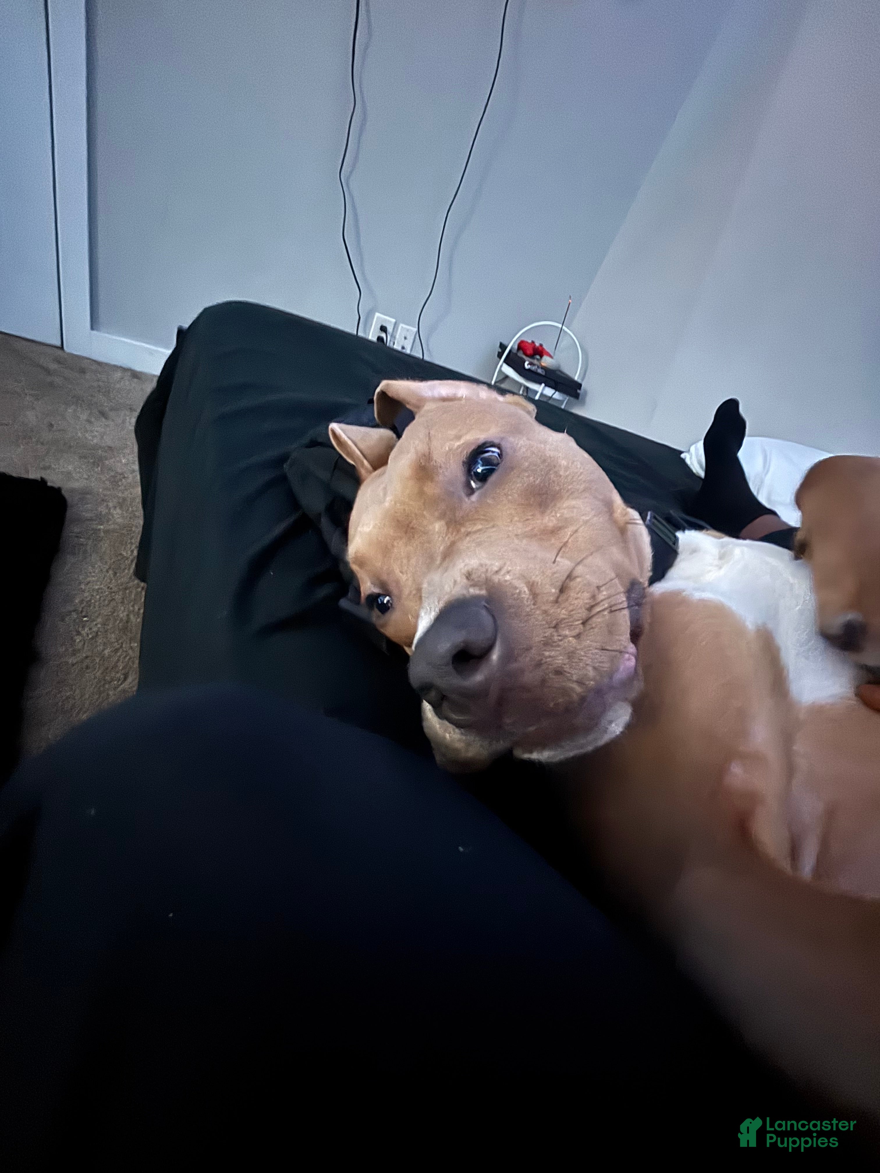 American Staffordshire Terrier dogs American Staffordshire Terrier Puppy 1 - Ad 4