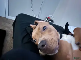 American Staffordshire Terrier dogs American Staffordshire Terrier Puppy 1 - Ad 4