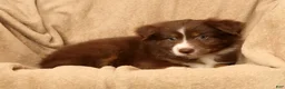 Miniature Australian Shepherd dogs for sale: Manny - Ad 6