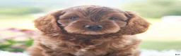 Cavapoo dogs for sale: Baylor  - Ad 3