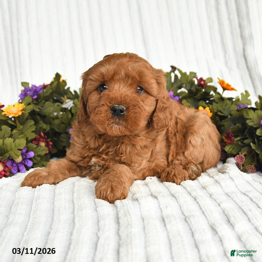 Mixed Breed dogs Patrick - Ad 2