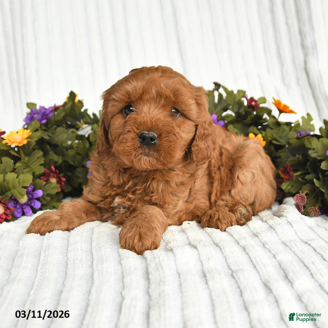 Mixed Breed dogs for sale: Patrick - Ad 2