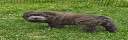 Shar Pei dogs for sale: Blue bear mini - Ad 4