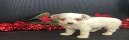 Mini Goldendoodle dogs for sale: Woody - Ad 7