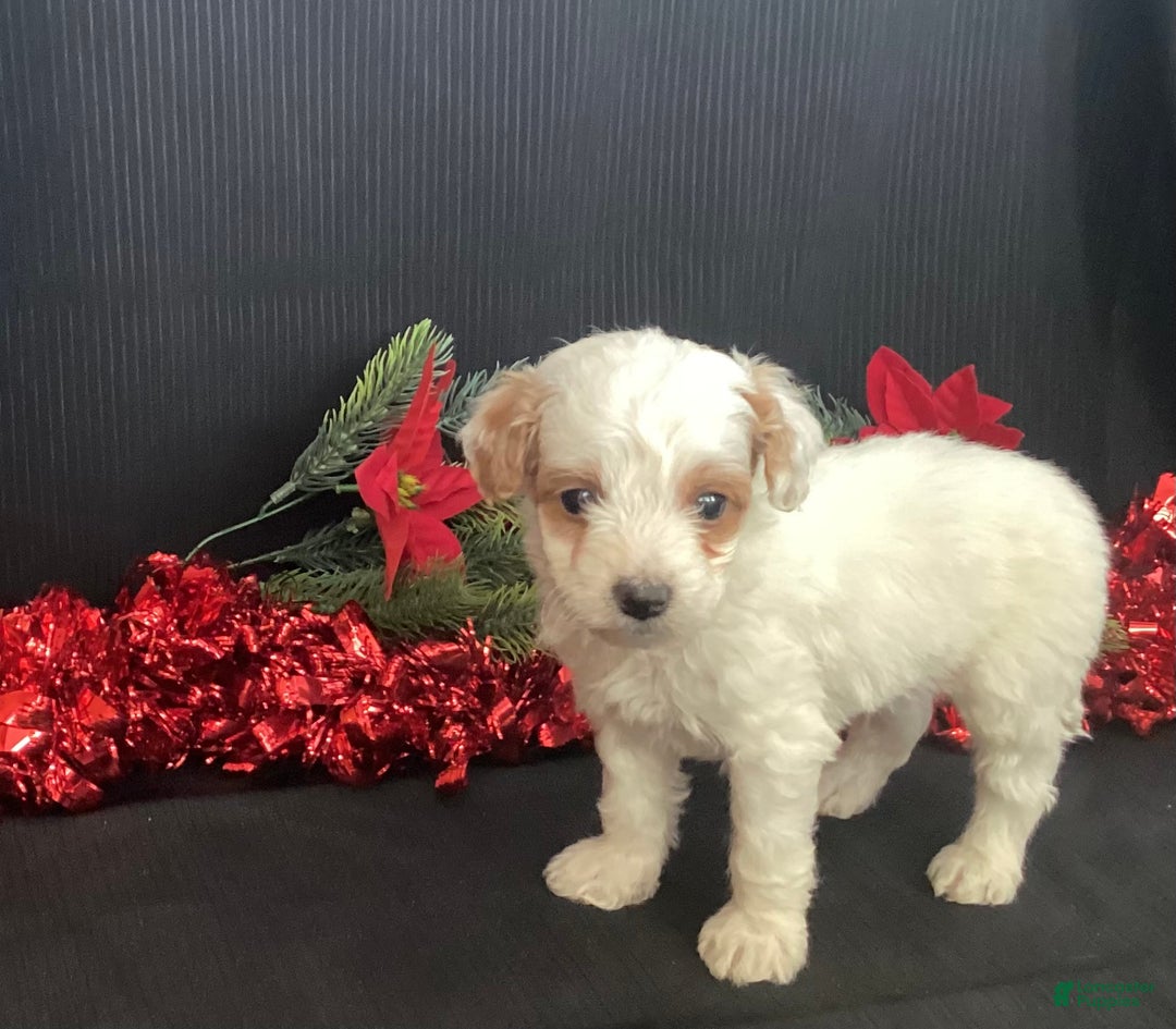 Mini Goldendoodle dogs for sale: Woody - Ad 7
