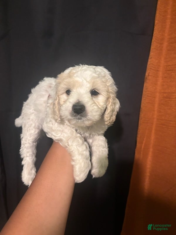 Maltipoo dogs Theo - Ad 1