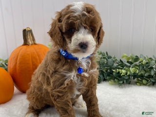 Miniature Poodle dogs - Ad 42