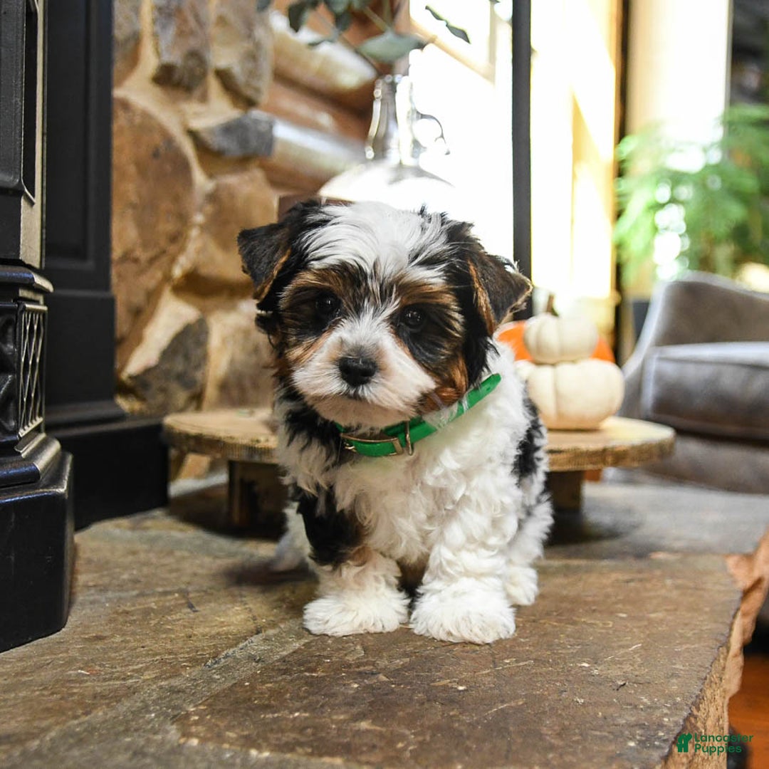 Biewer Terrier dogs for sale: Prince   - Ad 8