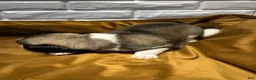 Akita dogs for sale: Astro - Ad 11