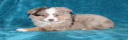 Miniature Australian Shepherd dogs for sale: Smokey - Ad 3