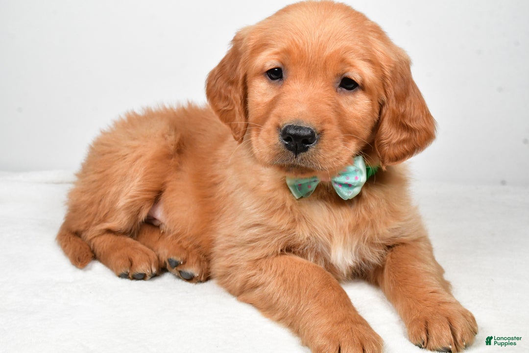 Golden Retriever dogs for sale: Koda - Ad 1