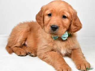 Golden Retriever dogs Koda - Ad 28