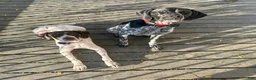 German Shorthaired Pointer dogs for sale: Diesel - Ad 6