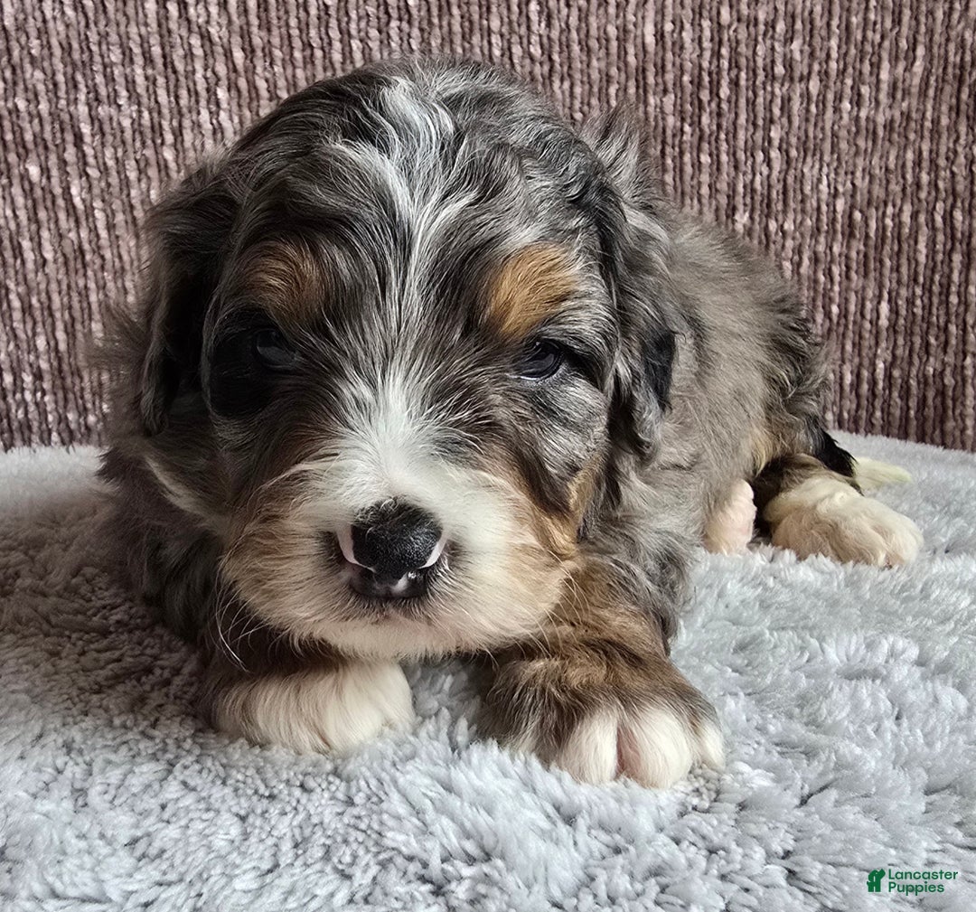 Mini Bernedoodle dogs for sale: Mini Louie - Ad 11