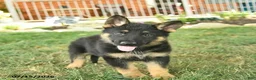 German Shepherd dogs for sale: Trooper  - Ad 5