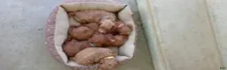 Mini Goldendoodle dogs for sale: Mr. Sunshine - Ad 20